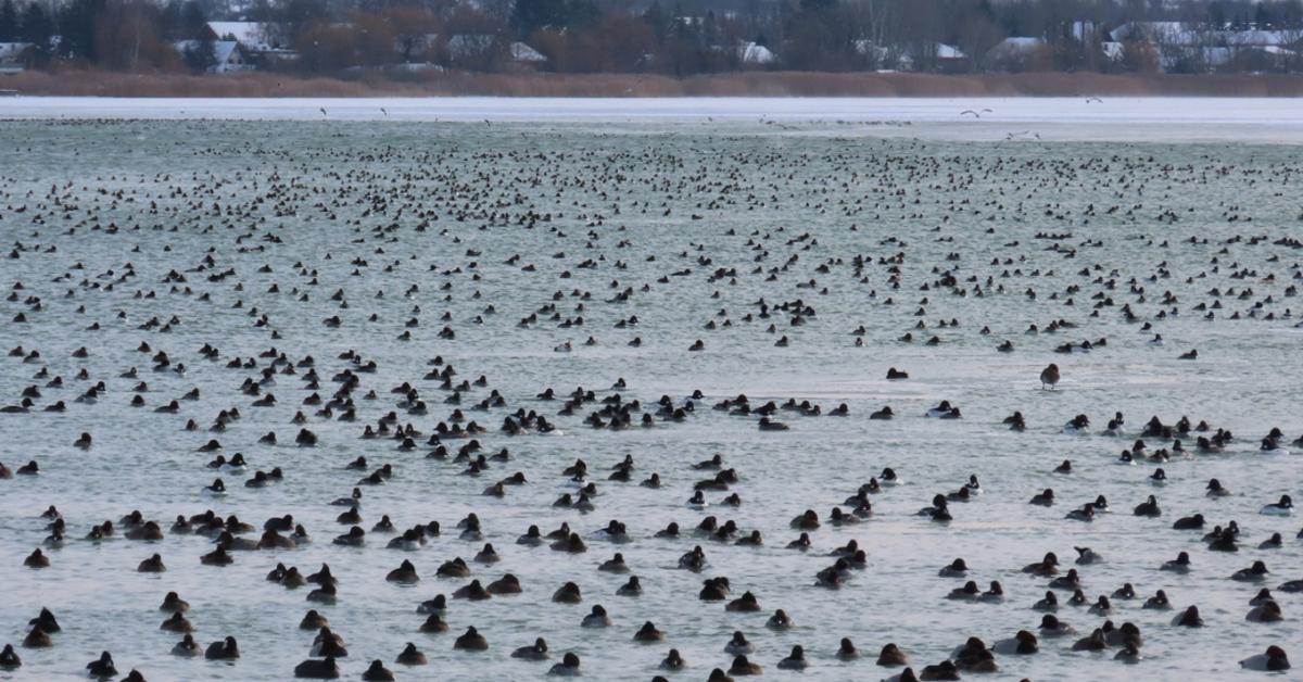 Nem mindennap látni ilyet a Balatonon +VIDEÓ