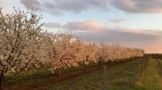 Termő meggyültetvényt keresel? Figyelj csak!