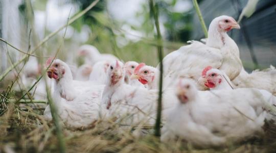 2025 a baromfi éve volt?