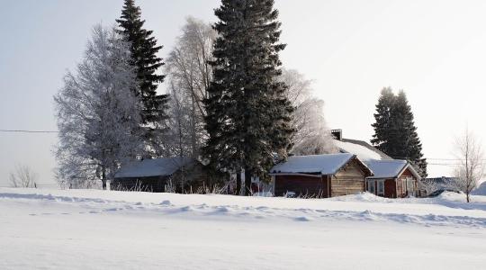 Természetes növényvédelem: így segít a hideg tél