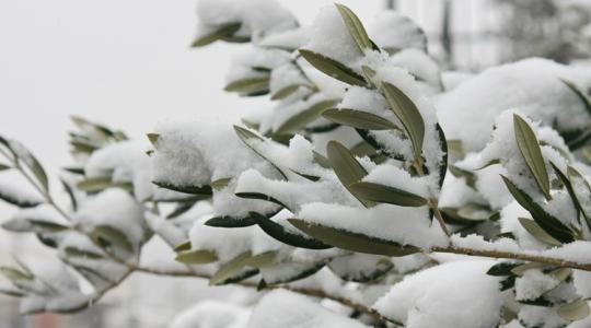 A legvadabb mínuszokban edződnek a kajárpéci olajfák