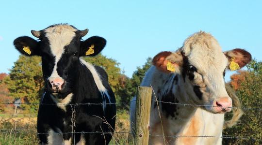 EUDR-változások: mit jelent az új szabályozás a magyar szarvasmarhatartóknak?