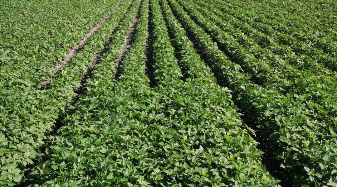 Gyakorlati tapasztalatok a precíziós ökoszójatermesztésről