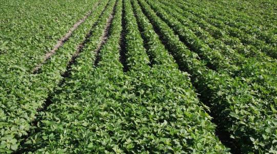 Gyakorlati tapasztalatok a precíziós ökoszójatermesztésről