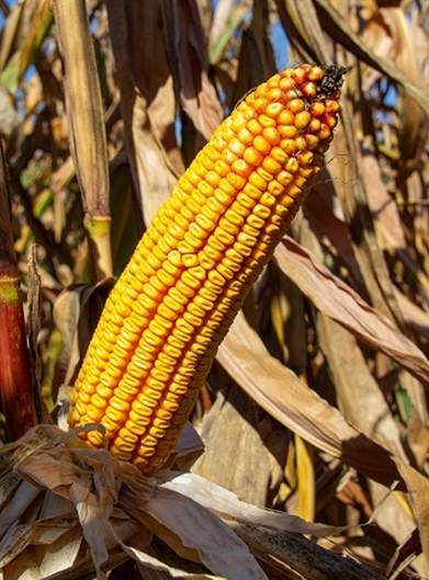 kukorica