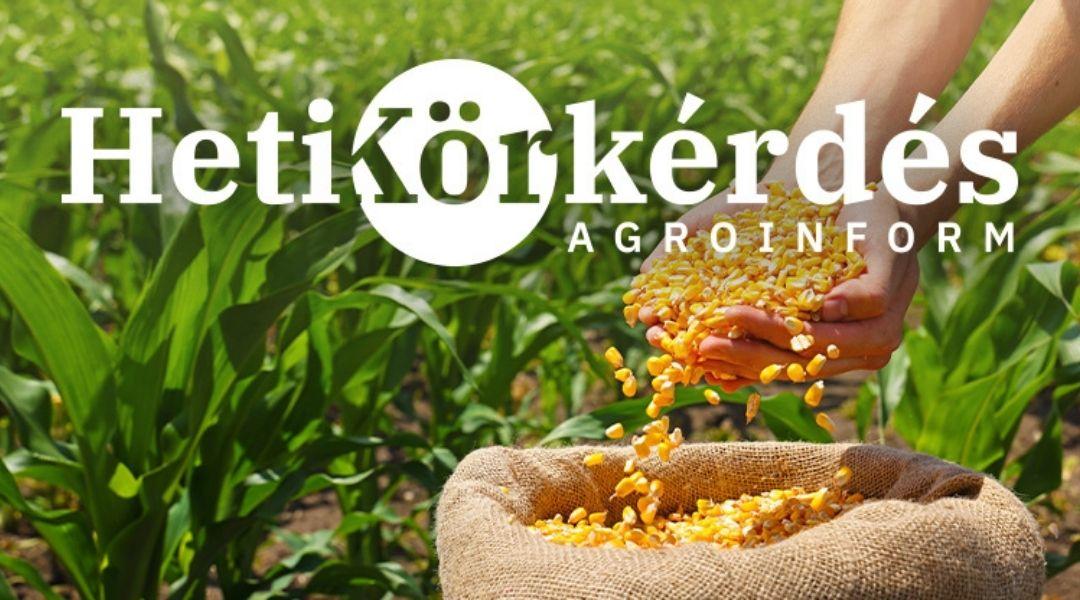 Miért lehetséges ezeknél a kukoricahibrideknél a nagy jövedelemtermelő képesség kiaknázása? – Heti Körkérdés