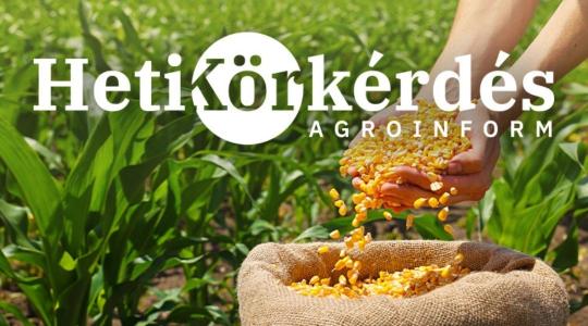 Miért lehetséges ezeknél a kukoricahibrideknél a nagy jövedelemtermelő képesség kiaknázása? – Heti Körkérdés