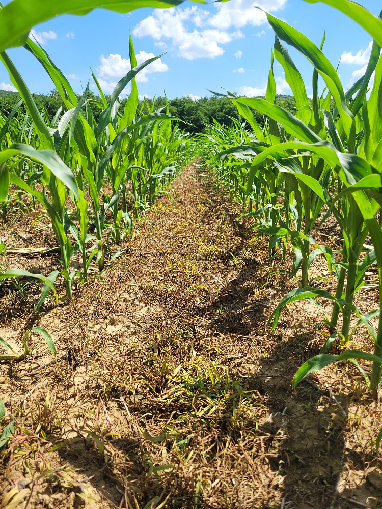 Diniro® Eco Flex hatása 28 nappal a kezelés után (Almamellék, Baranya, 2024. 06. 06.)