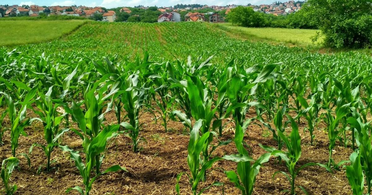 A klíma megeszi az agráriumot – de van kiút! A klíma megeszi az agráriumot – de van kiút!
