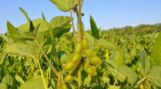 A szója szerepének újragondolása a sertéstakarmányozásban