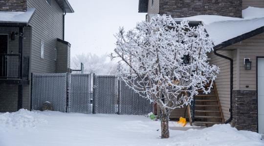 Túl magas vagy keveset terem a gyümölcsfád? Most tehetsz ellene!