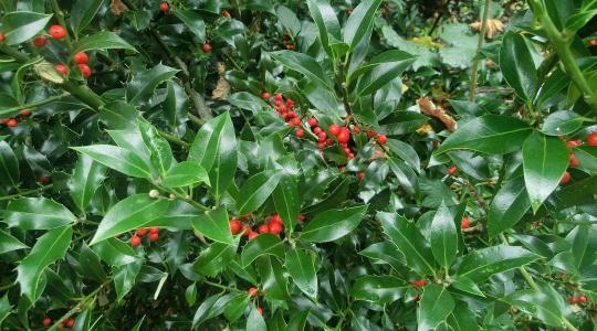 Színek és formák télen is: különleges örökzöldek a kertben Színek és formák télen is: különleges örökzöldek a kertben