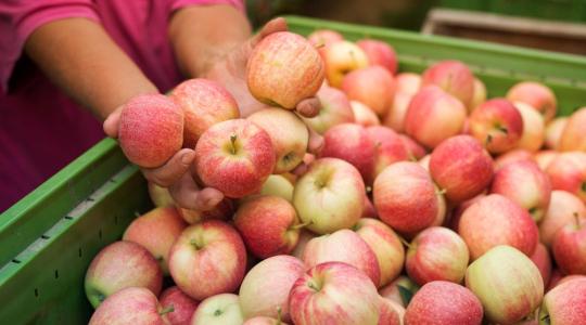Hektáronként közel 35 tonnás termésátlag