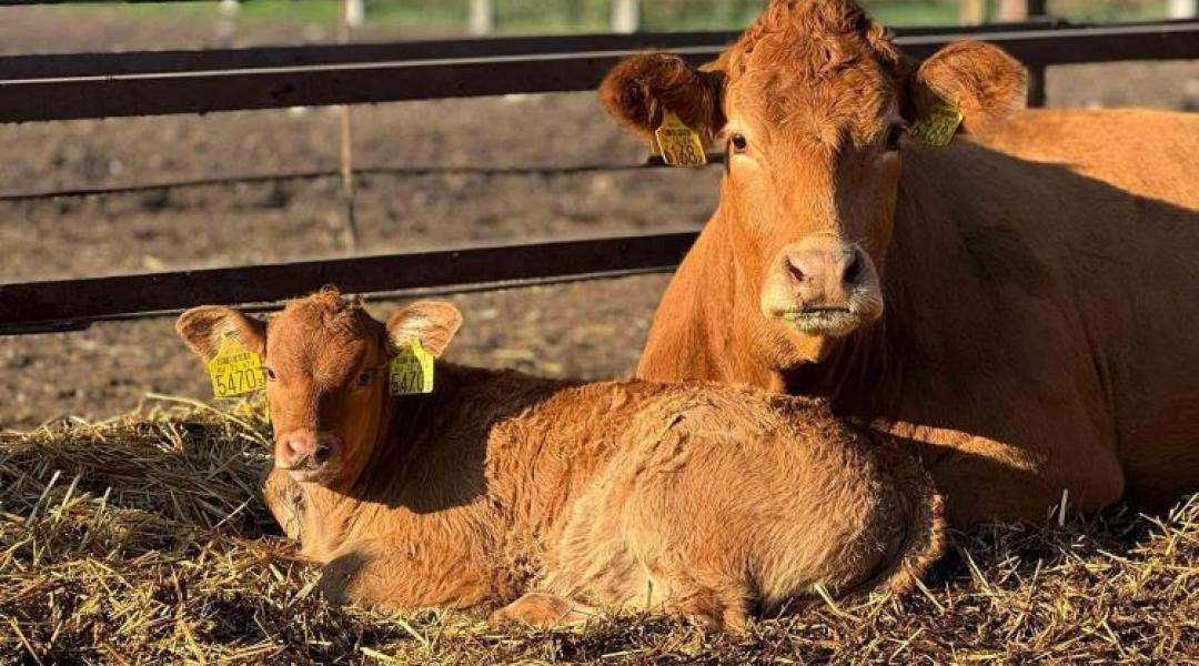 Multitól a legelőig – egy tudatos életváltás története Nádudvarról