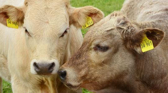Kéknyelv-betegség a német-holland határnál – önkéntes oltás Hollandiában