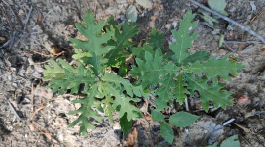 Mit keresnek török tölgyek Vas vármegyében?