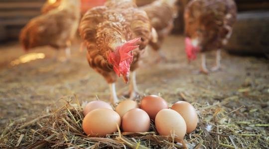 Antibiotikumok helyett: új módszer a csirkeólakban