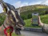 Royal Highland Show 2026 – Skócia legnagyobb mezőgazdasági vására