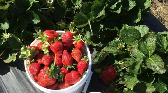 Hol finomabb az eper? – veszélyben az uniós termelők