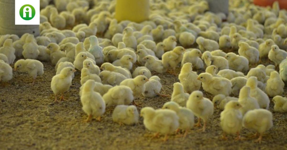 Hollandia új vakcinázási programot indít a madárinfluenza ellen