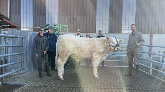 Magyar bírálók döntöttek a díjazott Charolais-tenyészállatokról