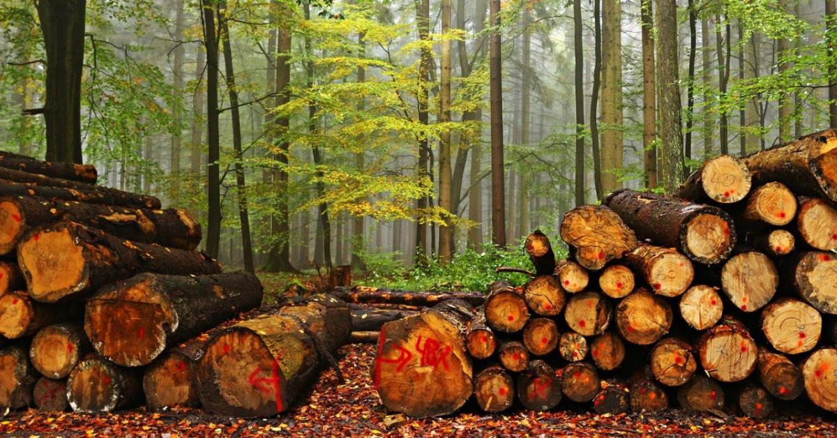 EUTR-teendők januárban: adminisztráció, ami nem halogatható