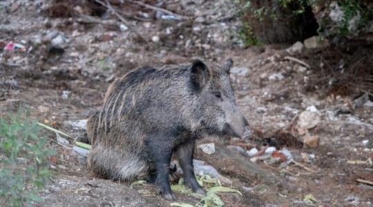 Nincs megállás? Újabb egyedekben azonosították a sertéspestist