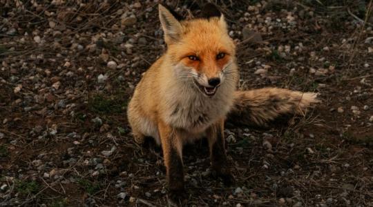 Járványgóc alakult ki Somogyban