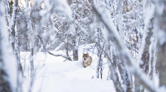 Farkastámadás lakott területen: egyre bátrabb a ragadozó a Mátrában