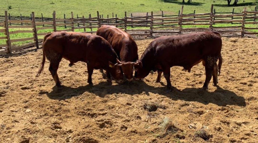 A limousin titka: így marad versenyképes a húsmarhatartás