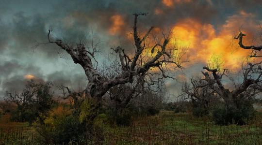 Magyarország továbbra is Xylella-mentes