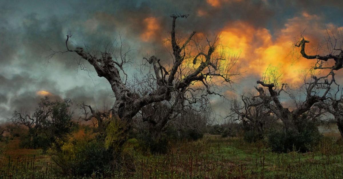 Magyarország továbbra is Xylella-mentes Magyarország továbbra is Xylella-mentes