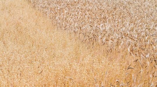 Zuhan a búza ára, extra nyomás alatt a termelők