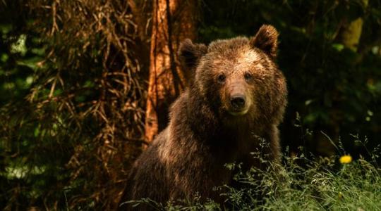 A medvék sem bújhatnak el: mesterséges intelligencia az erdők mélyén A medvék sem bújhatnak el: mesterséges intelligencia az erdők mélyén