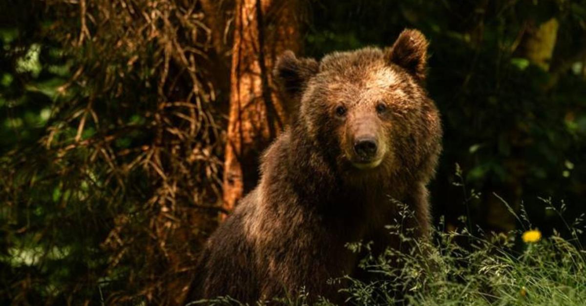 A medvék sem bújhatnak el: mesterséges intelligencia az erdők mélyén A medvék sem bújhatnak el: mesterséges intelligencia az erdők mélyén