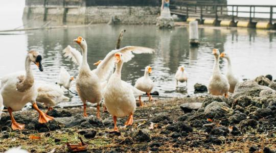 Rekordszinten a madárinfluenza Európában!