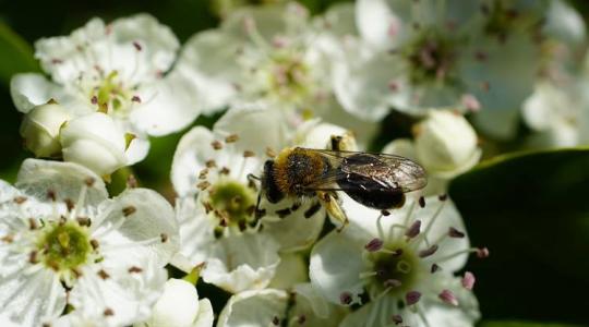A rovarok világa csendben omlik össze – mi lesz ennek a következménye? A rovarok világa csendben omlik össze – mi lesz ennek a következménye?