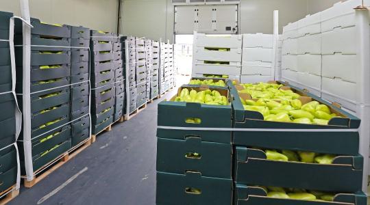 Posztharveszt nélkül nincs versenyképes kertészet