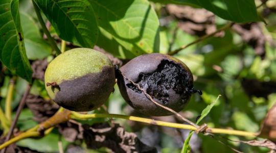 Fellélegezhetnek-e a diótermelők?