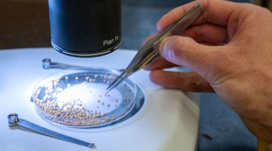 Veszély és lehetőség: mit kezd a repce a nehézfémekkel? Veszély és lehetőség: mit kezd a repce a nehézfémekkel?