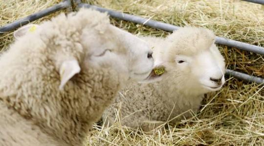 AGRISHOW 2026 – új szemléletű mezőgazdasági kiállítás Brnóban