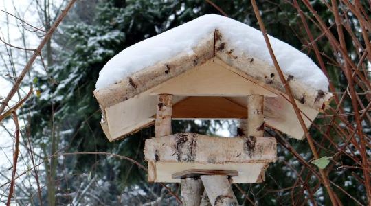 Madárhiány az etetőknél: több tényező hat egyszerre Madárhiány az etetőknél: több tényező hat egyszerre