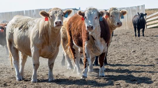 Kanada visszakozott: felfüggesztették az állat-nyomonkövetési reformot Kanada visszakozott: felfüggesztették az állat-nyomonkövetési reformot