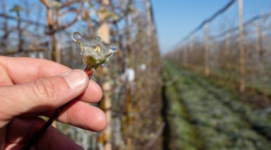 Fagykár-támogatás: 4,2 milliárd forintos keret nyílt meg a szőlő- és gyümölcstermesztőknek +VIDEÓ
