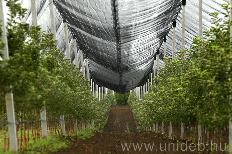 gyümölcs gyümölcs