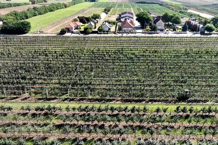 gyümölcs gyümölcs