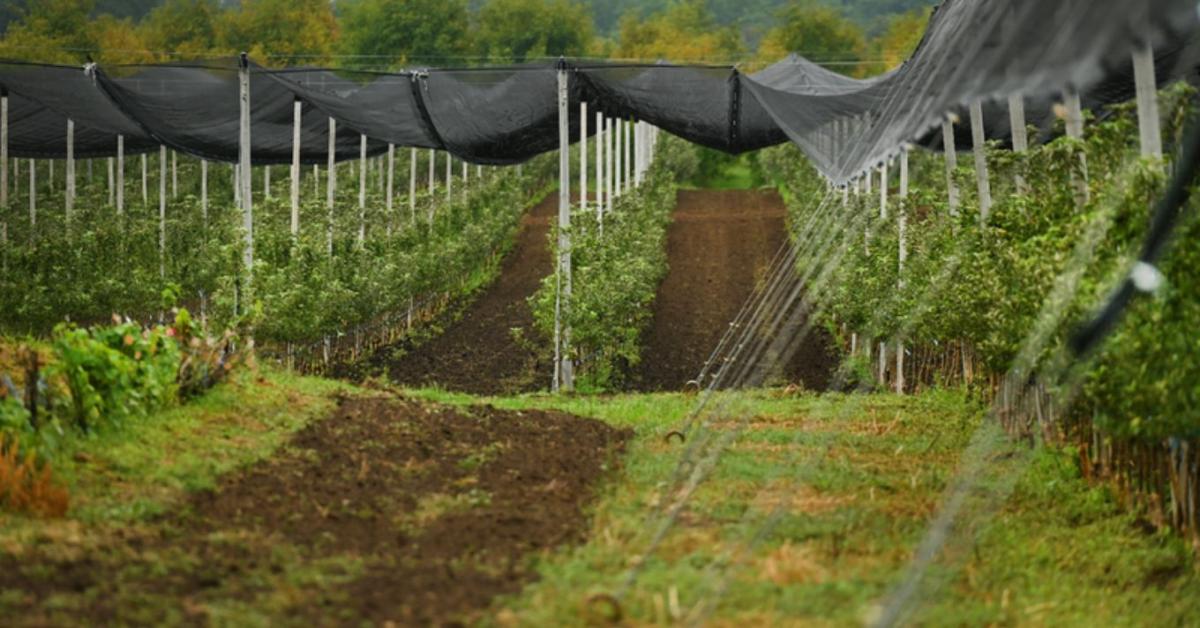 Kilencezer tonna alma tárolására alkalmas központ épül Újfehértón