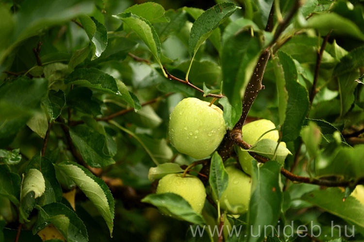 gyümölcs gyümölcs