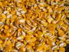 Az évszázad üzlete? 4000 tonna GMO-mentes kukoricát keres a piac