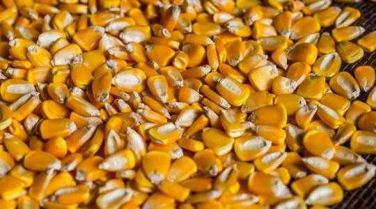 Az évszázad üzlete? 4000 tonna GMO-mentes kukoricát keres a piac Az évszázad üzlete? 4000 tonna GMO-mentes kukoricát keres a piac